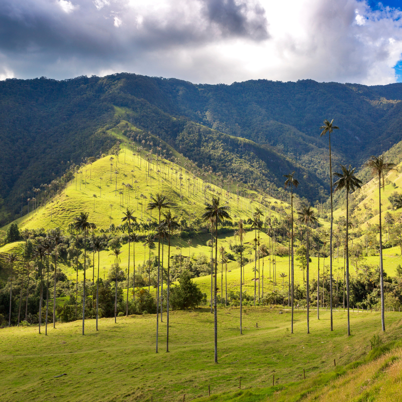 Medellín - Manizales