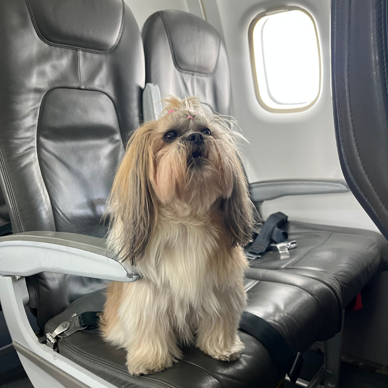 Transporte de mascotas