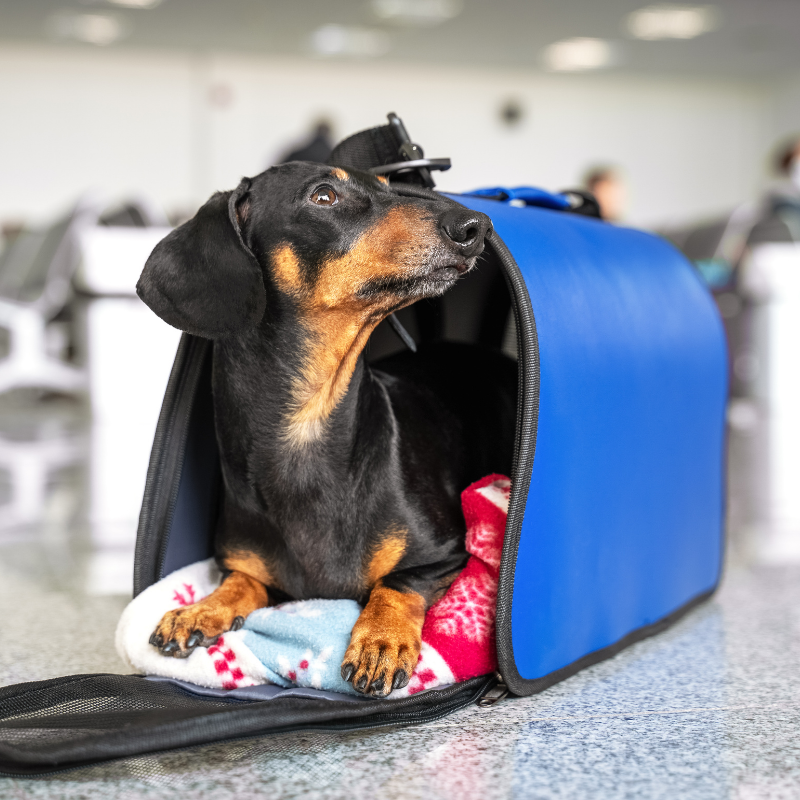 Mascota de cabina